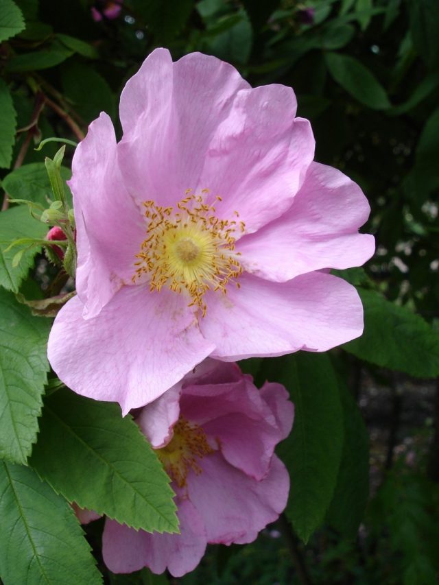 Роза (шиповник) даурская (Rosa davurica Pall) Роза (шиповник) даурская (Rosa davurica Pall)
