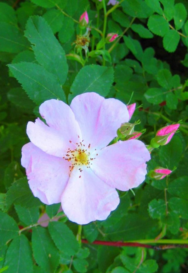 Роза (шиповник) иглистая (Rosa acicularis Lindl) Роза (шиповник) иглистая (Rosa acicularis Lindl)