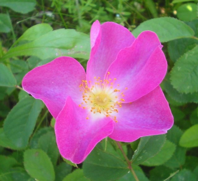 Роза (шиповник) французская (Rosa gallica L.) Роза (шиповник) французская (Rosa gallica L.)