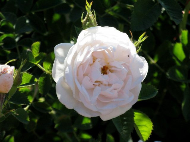 Роза (шиповник) белая (Rosa alba) Роза (шиповник) белая (Rosa alba)