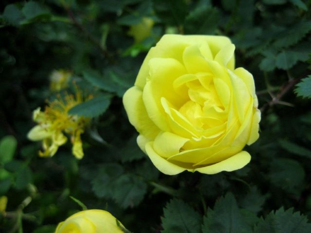 Роза (шиповник) вонючая, или желтая (Rosa foetida Herrm) Роза (шиповник) вонючая, или желтая (Rosa foetida Herrm)