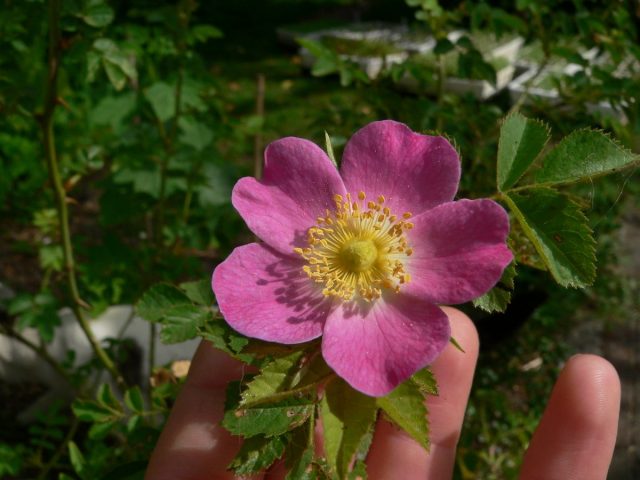 Роза (шиповник) ржавчинная (Rosa rubiginosa L.)