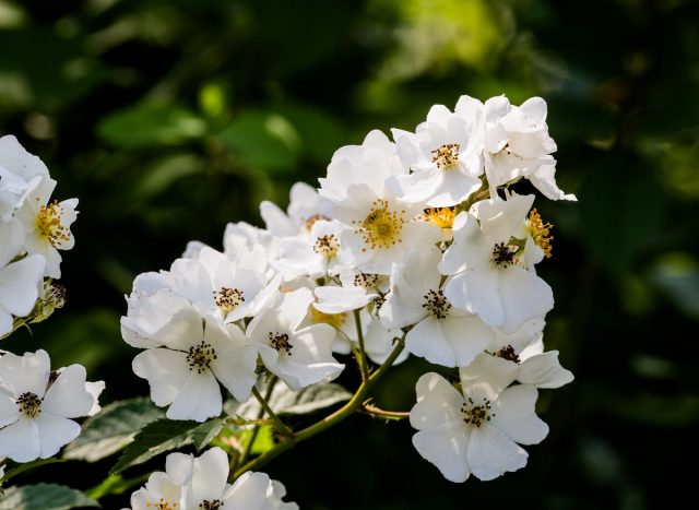 Роза многоцветковая (Rosa multiflora Thunb. ex Murray) Роза многоцветковая (Rosa multiflora Thunb. ex Murray)