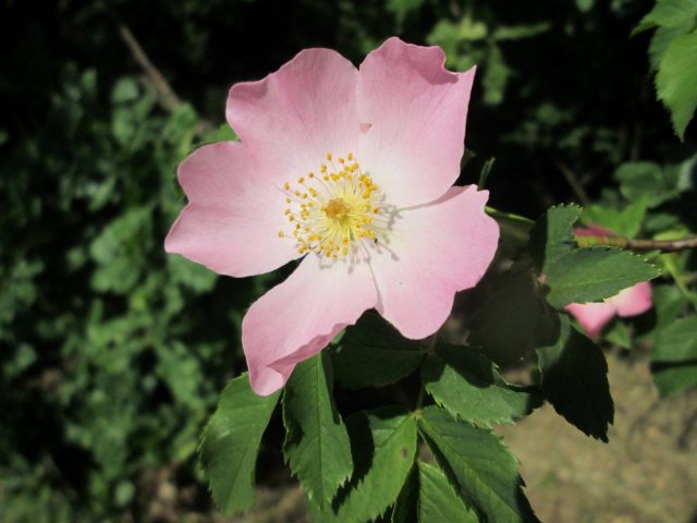 Роза (шиповник) собачья, или обыкновенная (Rosa canina L.)