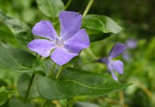 Барвинок большой (Vinca major)
