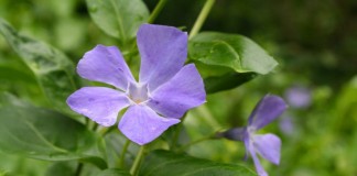 Барвинок большой (Vinca major)