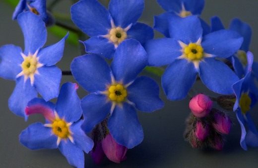 Незабудка (Forget-me-not) Незабудка