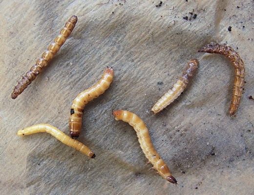Проволочник - личинки жука щелкуна (Wireworms - click beetles larvae) Проволочник - личинки жука щелкуна