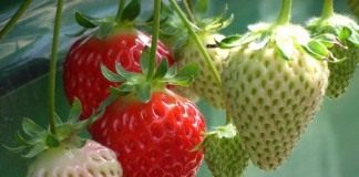 Земляника садовая