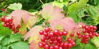 Калина (Viburnum)