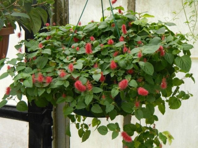 Акалифа ползучая (Acalypha reptans) Акалифа ползучая (Acalypha reptans)