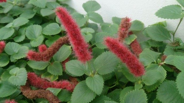 Акалифа дубравиколистная (Acalypha chamaedrifolia), или Акалифа гаитянская (Acalypha hispaniolae) Акалифа дубравиколистная (Acalypha chamaedrifolia), или Акалифа гаитянская (Acalypha hispaniolae)