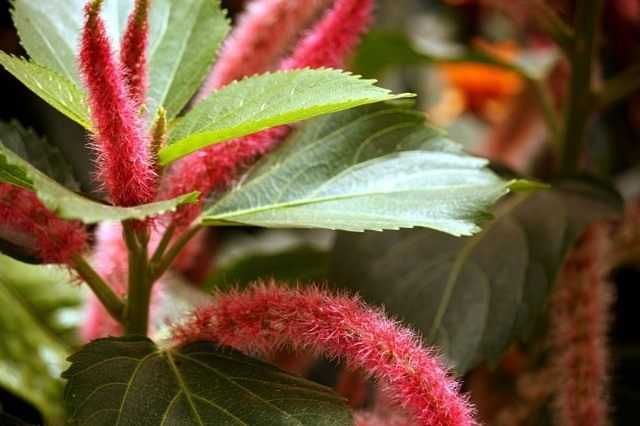 Акалифа щетинисто-волосистая (Acalypha hispida) Акалифа щетинисто-волосистая (Acalypha hispida)