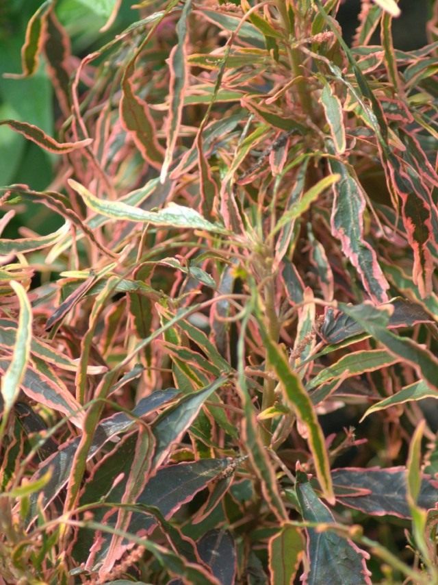 Акалифа Вилкеза «Марди Гра» (Acalypha wilkesiana 'Mardi Gras') Акалифа Вилкеза «Марди Гра» (Acalypha wilkesiana 'Mardi Gras')