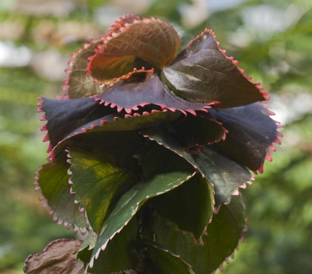 Акалифа Вилкеза (Acalypha wilkesiana) Акалифа Вилкеза (Acalypha wilkesiana)
