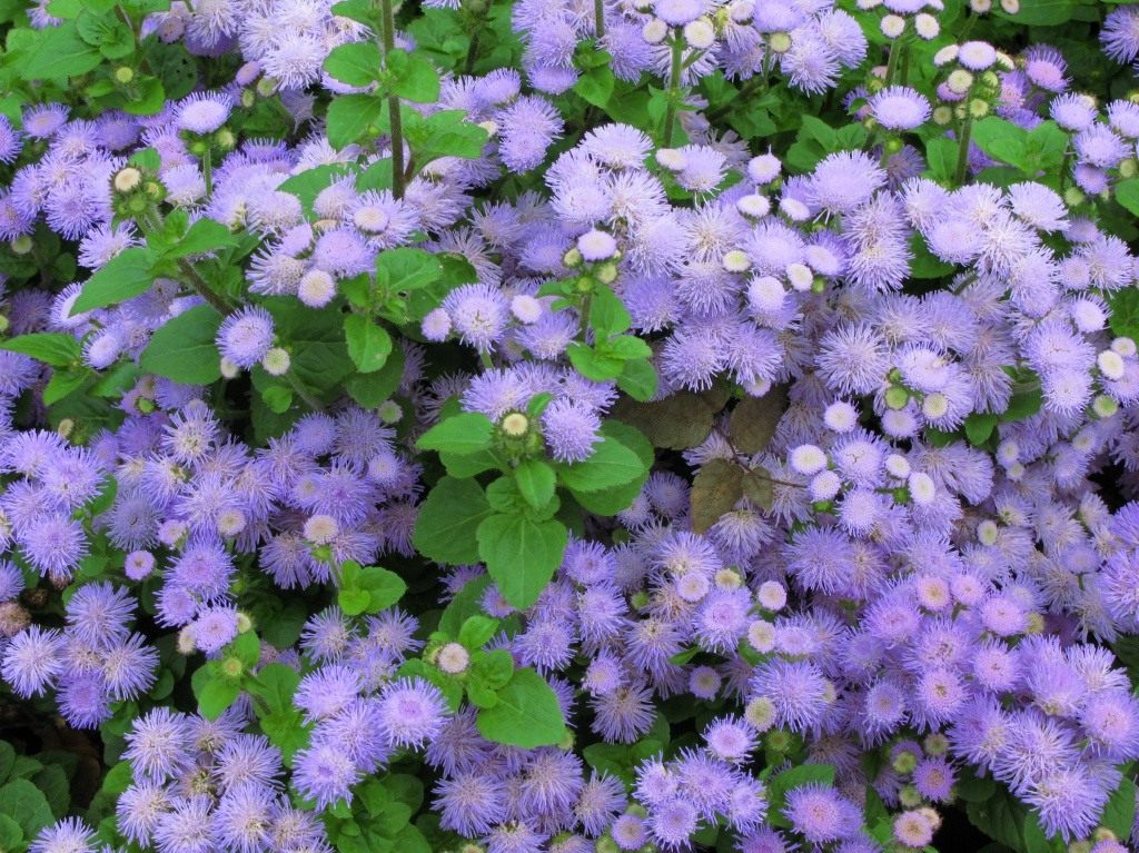 https://www.botanichka.ru/wp-content/uploads/2010/03/Ageratum_05.jpg