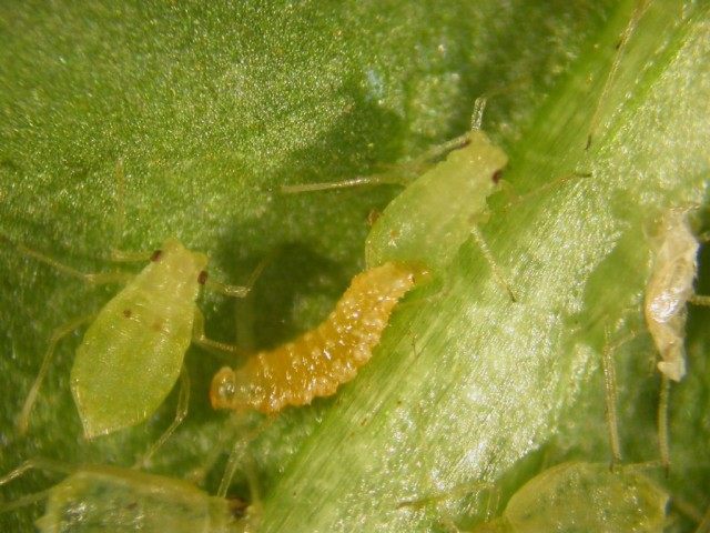 Личинка Галицы афидимиза (Aphidoletes aphidimyza)