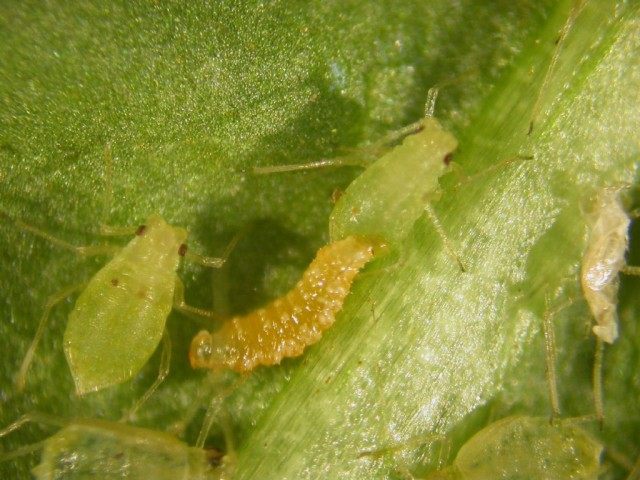 Личинка Галицы афидимиза (Aphidoletes aphidimyza) Личинка Галицы афидимиза (Aphidoletes aphidimyza)