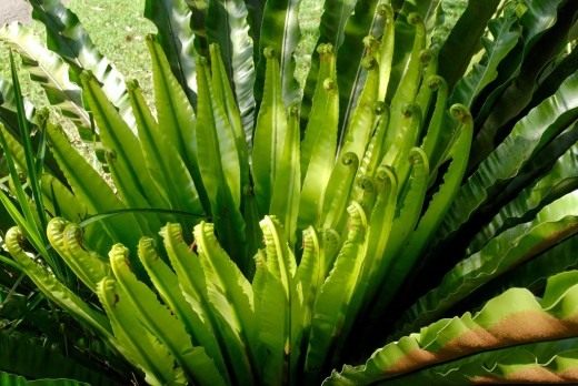 Асплениум южноазиатский, или Костенец южноазиатский (Asplenium australasicum) Асплениум южноазиатский, или Костенец южноазиатский (Asplenium australasicum)