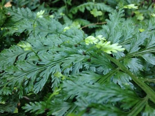 Асплениум луковиценосный, или Костенец луковиценосный (Asplenium bulbiferum) Асплениум луковиценосный, или Костенец луковиценосный (Asplenium bulbiferum)