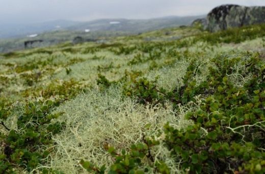 Берёза карликовая, берёза малорослая или берёза карличная Берёза карликовая, берёза малорослая или берёза карличная