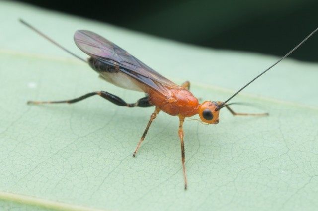 Наездгик - аразитирующая оса из семейства Бракониды (Braconidae) Наездгик - аразитирующая оса из семейства Бракониды (Braconidae)
