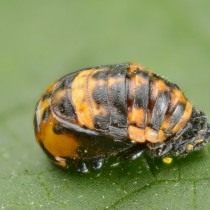 Куколка божьей коровки семиточечной (Coccinella septempunctata) Куколка божьей коровки семиточечной (Coccinella septempunctata)