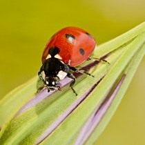 Имаго, взрослая особь божьей коровки семиточечной (Coccinella septempunctata) Имаго, взрослая особь божьей коровки семиточечной (Coccinella septempunctata)