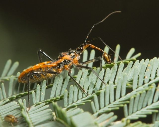Клоп Gminatus australis с пойманным жуком