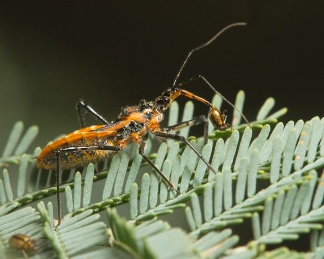 Клоп Gminatus australis с пойманным жуком Клоп Gminatus australis с пойманным жуком