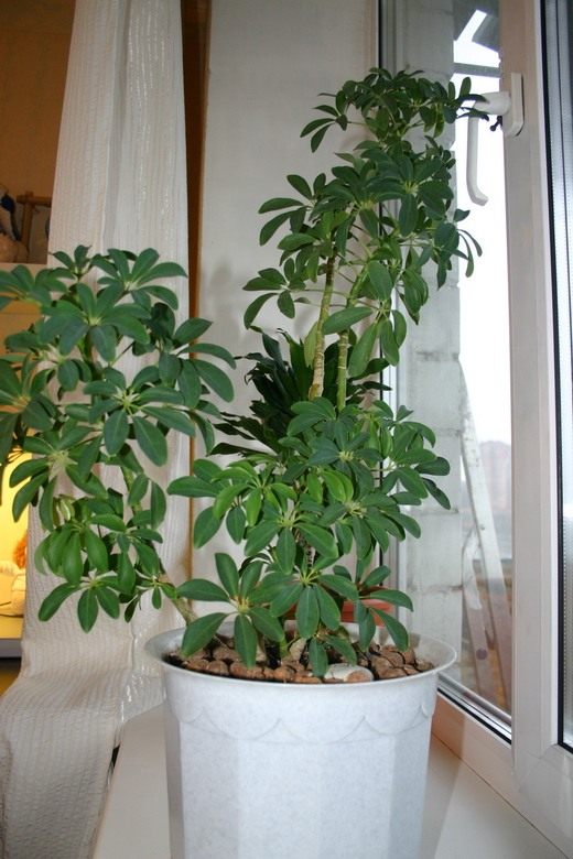 Гептаплеурум (Heptapleurum) Гептаплеурум (Heptapleurum)