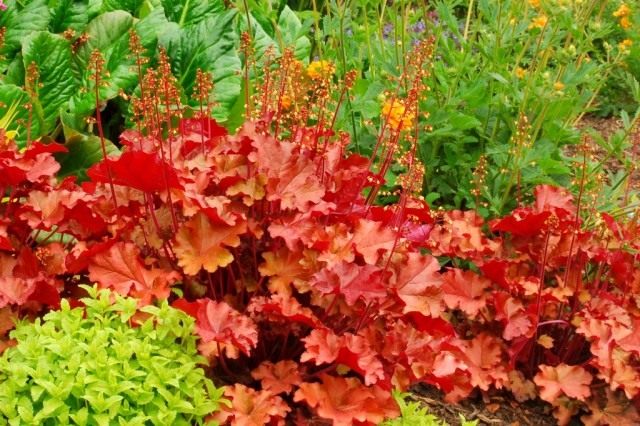 Гейхера (Heuchera) Гейхера (Heuchera)
