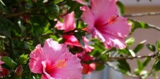 Гибискус (Hibiscus)