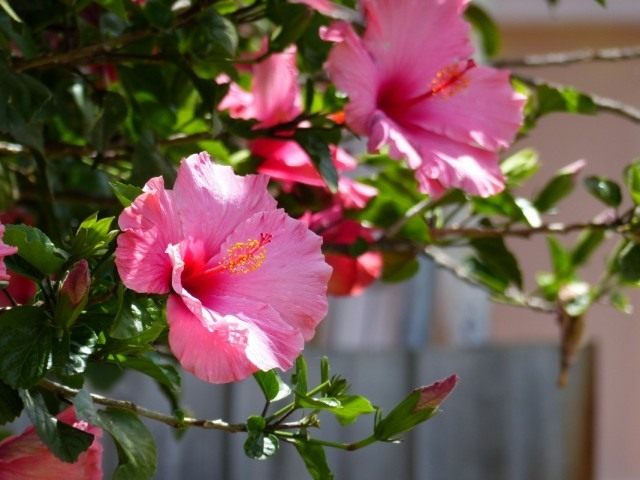 Гибискус (Hibiscus) Гибискус (Hibiscus)