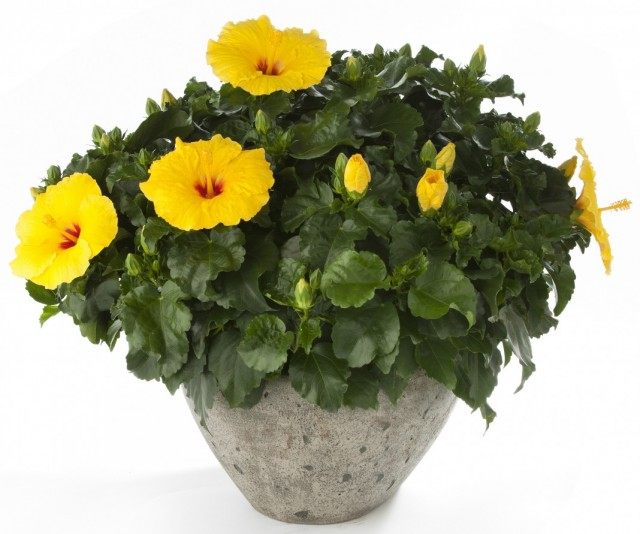 Гибискус китайский, или Китайская роза (Hibiscus rosa-sinensis) Гибискус китайский, или Китайская роза (Hibiscus rosa-sinensis)