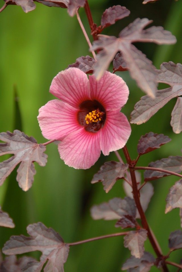 Гибискуса сабдариффа, или Розелла (Hibiscus sabdariffa) Гибискуса сабдариффа, или Розелла (Hibiscus sabdariffa)
