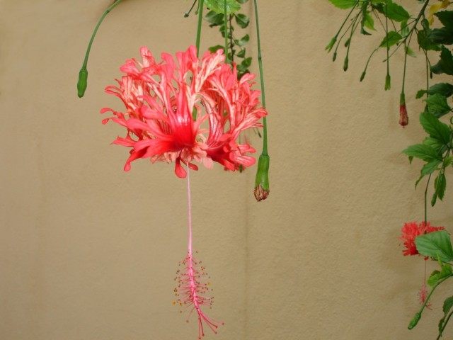 Гибискус рассеченнолепестной (Hibiscus schizopetalus) Гибискус рассеченнолепестной (Hibiscus schizopetalus)