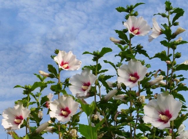 Гибискус сирийский (Hibiscus syriacus) Гибискус сирийский (Hibiscus syriacus)