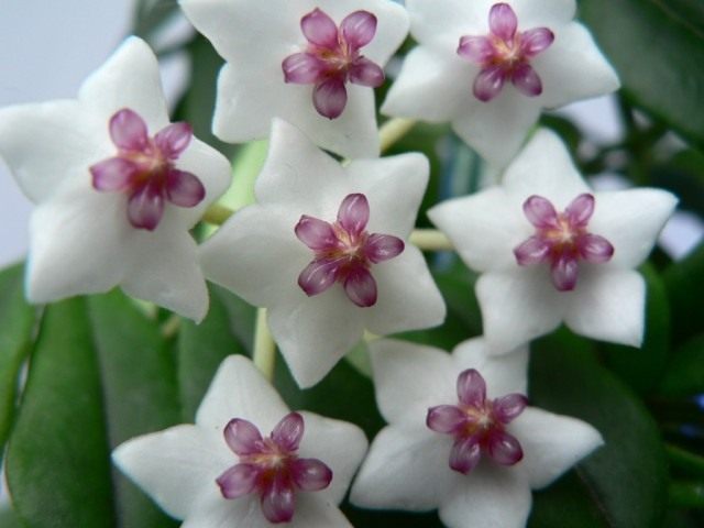 Хойя прекрасная (Hoya bella) Хойя прекрасная (Hoya bella)