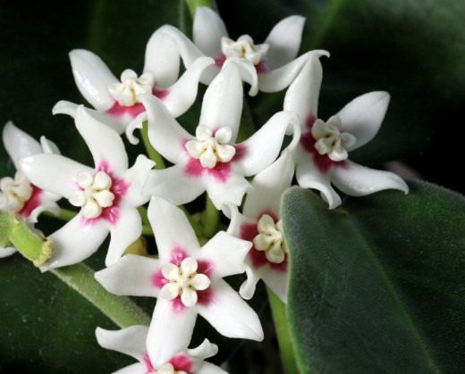 Хойя чашевидная (лат. Hoya calycina) Хойя чашевидная (лат. Hoya calycina)