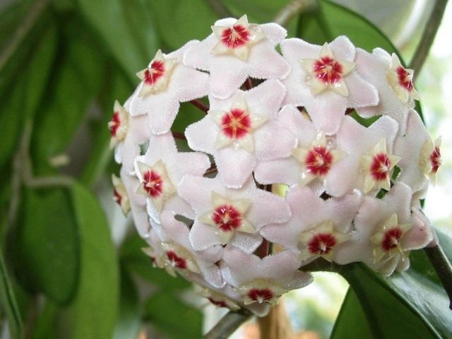 Хойя мясистая (Hoya carnosa) Хойя мясистая (Hoya carnosa)
