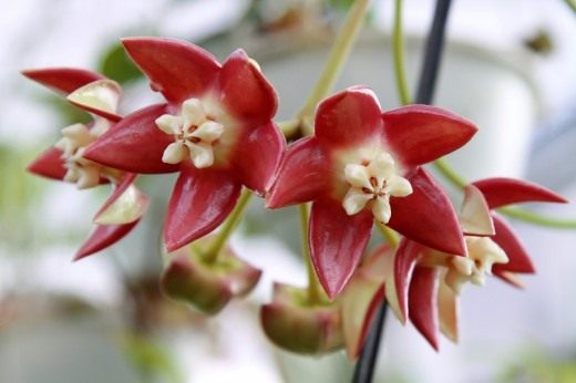Хойя императорская, величественная (лат. Hoya imperialis) Хойя императорская, величественная (лат. Hoya imperialis)