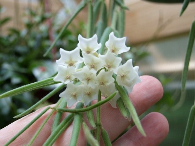 Хойя линейная (Hoya linearis) Хойя линейная (Hoya linearis)