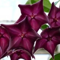 Хойя МакГилливрея (Hoya macgillivrayi) Хойя МакГилливрея (Hoya macgillivrayi)