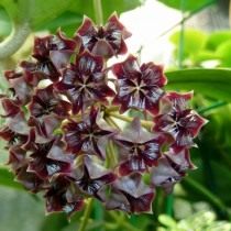 Хойя миндоренсис, или хойя миндорская (Hoya mimdorensis) Хойя миндоренсис, или хойя миндорская (Hoya mimdorensis)