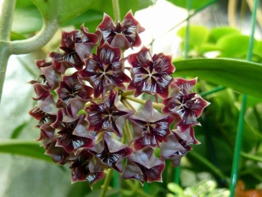 Хойя миндоренсис, миндорская (лат. Hoya mimdorensis) Хойя миндоренсис, миндорская (лат. Hoya mimdorensis)