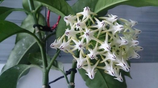 Хойя многоцветковая (лат. Hoya multiflora) Хойя многоцветковая (лат. Hoya multiflora)
