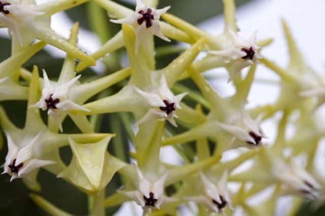 Хойя многоцветковая (Hoya multiflora) Хойя многоцветковая (Hoya multiflora)