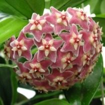 Хойя опушённочашечковая (лат. Hoya pubicalyx) Хойя опушённочашечковая (лат. Hoya pubicalyx)