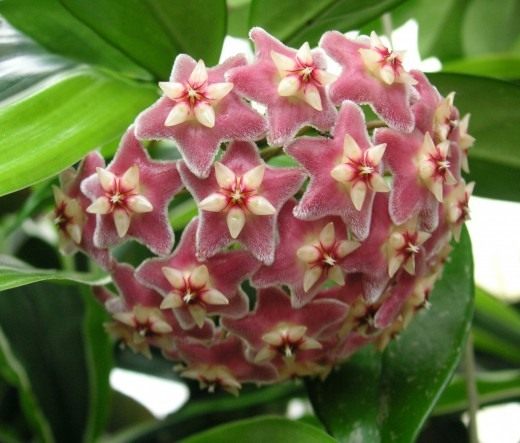 Хойя опушённочашечковая (лат. Hoya pubicalyx) Хойя опушённочашечковая (лат. Hoya pubicalyx)